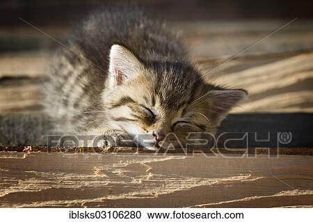 Stock Image - "Brown tabby kitten lying on a pile of wood in the sun and sleeping, Satteldorf, Hohenlohe, Baden-Wurttemberg, Germany, Europe". Fotosearch