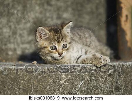 "Brown tabby kitten lying on a step and basking in the sun, Satteldorf, Hohenlohe, Baden-Wurttemberg, Germany, Europe" View Large Photo Image Stock Photo - "Brown tabby kitten lying on a step and basking in the sun, Satteldorf, Hohenlohe, Baden-Wurttemberg, Germany, Europe". Fotosearch