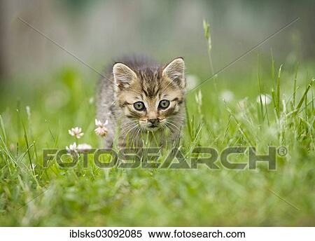 Stock Photography - "Brown-tabby kitten on a meadow, Satteldorf, Hohelohe, Baden-Wurttemberg, Germany, Europe". Fotosearch