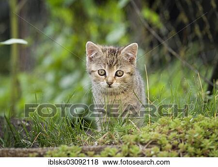 "Brown-tabby kitten on foot along a path, Satteldorf, Hohelohe, Baden-Wurttemberg, Germany, Europe" View Large Photo Image Stock Photo - "Brown-tabby kitten on foot along a path, Satteldorf, Hohelohe, Baden-Wurttemberg, Germany, Europe". Fotosearch