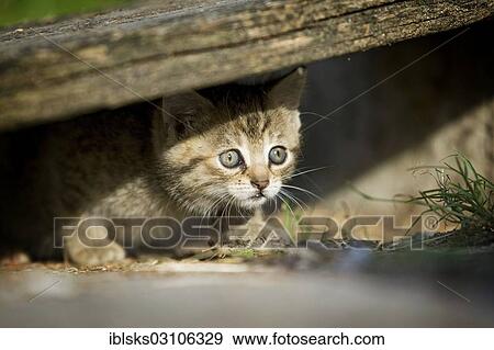 "Brown tabby kitten peeking out from under a board, Satteldorf, Hohenlohe, Baden-Wurttemberg, Germany, Europe" View Large Photo Image Stock Photo - "Brown tabby kitten peeking out from under a board, Satteldorf, Hohenlohe, Baden-Wurttemberg, Germany, Europe". Fotosearch
