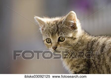 "Brown-tabby kitten, portrait, Satteldorf, Hohelohe, Baden-Wurttemberg, Germany, Europe" View Large Photo Image Stock Photography - "Brown-tabby kitten, portrait, Satteldorf, Hohelohe, Baden-Wurttemberg, Germany, Europe". Fotosearch