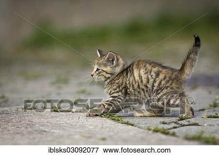 "Brown-tabby kitten shirking from something, with arched back, Satteldorf, Hohelohe, Baden-Wurttemberg, Germany, Europe" View Large Photo Image Stock Photo - "Brown-tabby kitten shirking from something, with arched back, Satteldorf, Hohelohe, Baden-Wurttemberg, Germany, Europe". Fotosearch