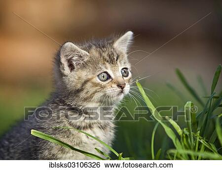 Stock Photograph - "Brown tabby kitten sitting in a meadow, Satteldorf, Hohenlohe, Baden-Wurttemberg, Germany, Europe". Fotosearch