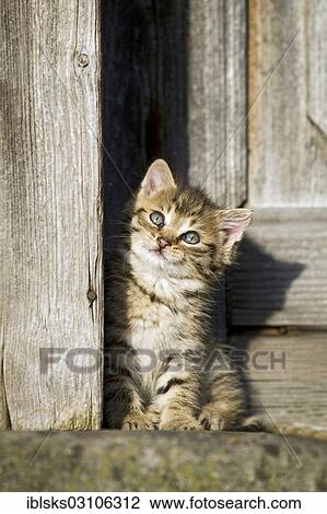 Stock Image - "Brown tabby kitten sitting in front of a wooden door, Satteldorf, Hohenlohe, Baden-Wurttemberg, Germany, Europe". Fotosearch
