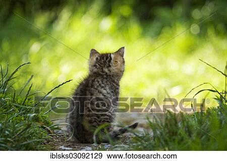 "Brown-tabby kitten sitting on a path looking at a meadow, rear view, Satteldorf, Hohelohe, Baden-Wurttemberg, Germany, Europe" View Large Photo Image Stock Photo - "Brown-tabby kitten sitting on a path looking at a meadow, rear view, Satteldorf, Hohelohe, Baden-Wurttemberg, Germany, Europe". Fotosearch