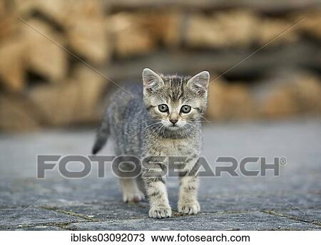 Stock Image - "Brown-tabby kitten standing in a yard in front of a wood pile, Satteldorf, Hohelohe, Baden-Wurttemberg, Germany, Europe". Fotosearch