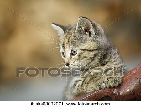 "Brown-tabby kitten supporting itself on a drawbar, Satteldorf, Hohelohe, Baden-Wurttemberg, Germany, Europe" View Large Photo Image Stock Image - "Brown-tabby kitten supporting itself on a drawbar, Satteldorf, Hohelohe, Baden-Wurttemberg, Germany, Europe". Fotosearch