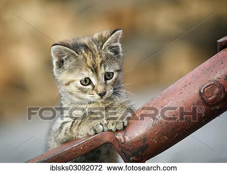 "Brown-tabby kitten supporting itself on a drawbar, Satteldorf, Hohelohe, Baden-Wurttemberg, Germany, Europe" View Large Photo Image Stock Image - "Brown-tabby kitten supporting itself on a drawbar, Satteldorf, Hohelohe, Baden-Wurttemberg, Germany, Europe". Fotosearch