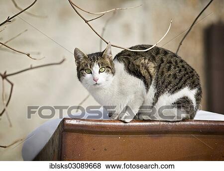 Stock Photo - "Brown tabby-white-spotted cat sitting on a ceramic trough in the snow, Satteldorf, Hohenlohe, Baden-Wurttemberg, Germany, Europe". Fotosearch