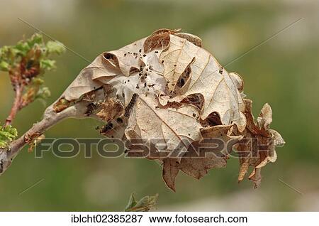 Stock Photo - "Brown Tail Moth (Euproctis chrysorrhoea), caterpillar web, Provence, Southern France, Europe". Fotosearch