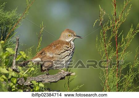 "Brown Thrasher (Toxostoma rufum), adult, perched on snag, Quintana, Brazoria County, Texas, United States, North America" View Large Photo Image Picture - "Brown Thrasher (Toxostoma rufum), adult, perched on snag, Quintana, Brazoria County, Texas, United States, North America". Fotosearch