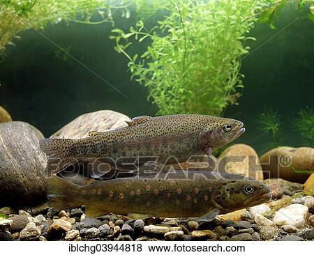 "Brown Trout (Salmo trutta fario) and Rainbow Trout (Salmo gairdneri), captive" View Large Photo Image Stock Photo - "Brown Trout (Salmo trutta fario) and Rainbow Trout (Salmo gairdneri), captive". Fotosearch