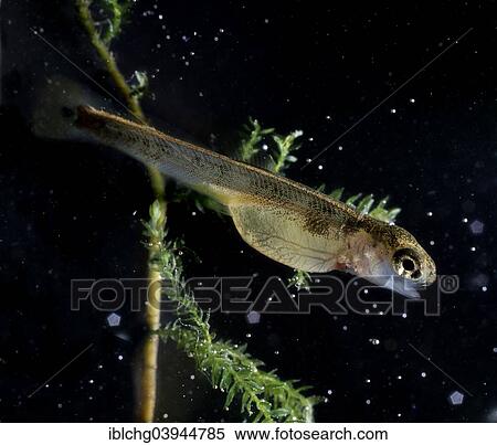 "Brown Trout (Salmo trutta fario) just after hatching, captive" View Large Photo Image Stock Photography - "Brown Trout (Salmo trutta fario) just after hatching, captive". Fotosearch