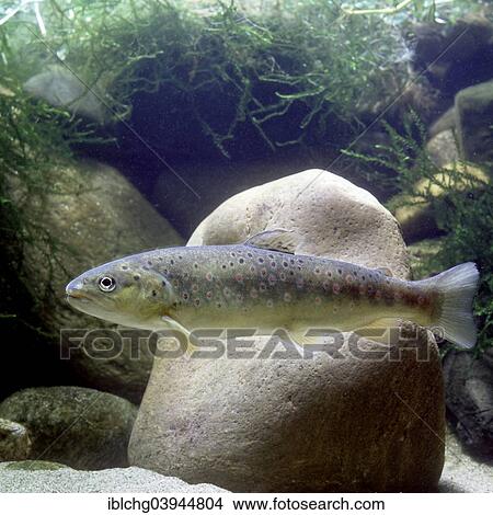 "Brown Trout (Salmo trutta fario), captive" View Large Photo Image Picture - "Brown Trout (Salmo trutta fario), captive". Fotosearch