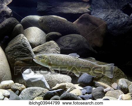 Stock Photo - "Brown Trout (Salmo trutta fario), captive". Fotosearch
