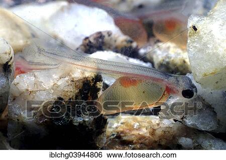 "Brown Trout (Salmo trutta fario), hatching, captive" View Large Photo Image Stock Photograph - "Brown Trout (Salmo trutta fario), hatching, captive". Fotosearch