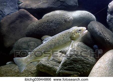 Stock Photograph - "Brown Trout (Salmo trutta fario), captive". Fotosearch