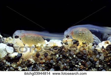 Picture - "Brown Trouts (Salmo trutta fario), hatching, captive". Fotosearch