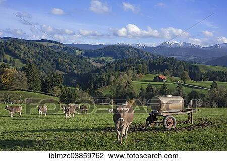 Stock Image - "Brownvieh, brown cattle, on a pasture, with water cart, Allgau Alps at the back, Stiefenhofen, Allgau, Bavaria, Germany, Europe". Fotosearch