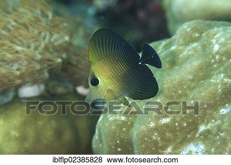 "Brushtail Tang (Zebrasoma scopas), juvenile, Fiabacet Island, Raja Ampat Islands, Four Kings, West Papua, New Guinea, Indonesia, Southeast Asia, Asia" View Large Photo Image Stock Photo - "Brushtail Tang (Zebrasoma scopas), juvenile, Fiabacet Island, Raja Ampat Islands, Four Kings, West Papua, New Guinea, Indonesia, Southeast Asia, Asia". Fotosearch