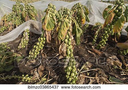 Stock Photo - "Brussels Sprouts (Brassica oleracea), on stalks, outdoor crops, Bavaria, Germany, Europe". Fotosearch