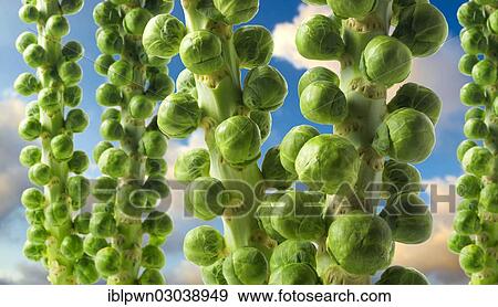 Brussels sprouts growing View Large Photo Image Stock Photo - Brussels sprouts growing. Fotosearch