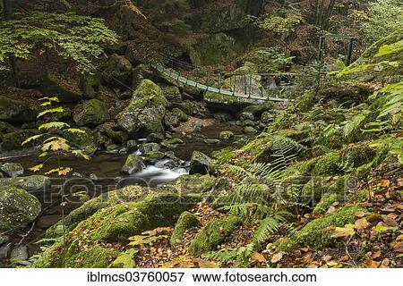 "Buchberger Leite, a section of the Wolfsteiner Ohe River, Bavarian Forest National Park, Ringelai, Bavaria, Germany, Europe" View Large Photo Image Stock Photo - "Buchberger Leite, a section of the Wolfsteiner Ohe River, Bavarian Forest National Park, Ringelai, Bavaria, Germany, Europe". Fotosearch