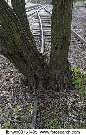 Stock Photography - "Buchenwald Concentration Camp, former railway station, track overgrown by a tree, Ettersberg, Weimar, Thuringia, Germany, Europe". Fotosearch