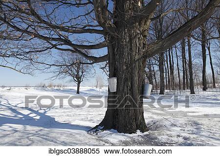 "Buckets attached to a maple tree, maple syrup production, Saint Isidore, Quebec Province, Canada, North America" View Large Photo Image Stock Photography - "Buckets attached to a maple tree, maple syrup production, Saint Isidore, Quebec Province, Canada, North America". Fotosearch