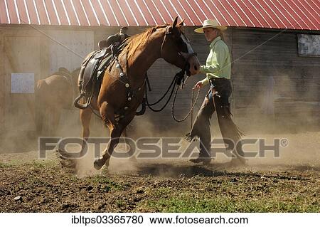 Stock Image - "Bucking horse being held on the reins by a cowgirl in a paddock on the prairie, Saskatchewan Province, Canada, North America". Fotosearch