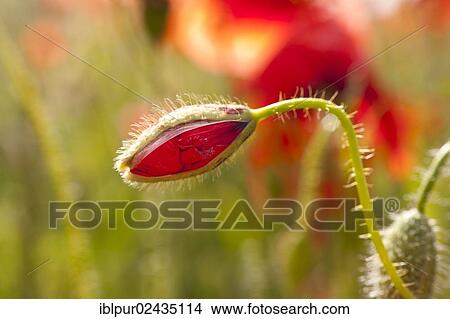 "Bud, Corn poppy (Papaver rhoeas), Coswig, Saxony, Germany, Europe" View Large Photo Image Picture - "Bud, Corn poppy (Papaver rhoeas), Coswig, Saxony, Germany, Europe". Fotosearch