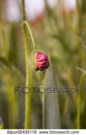 "Bud, Corn poppy (Papaver rhoeas), Coswig, Saxony, Germany, Europe" View Large Photo Image Stock Photo - "Bud, Corn poppy (Papaver rhoeas), Coswig, Saxony, Germany, Europe". Fotosearch
