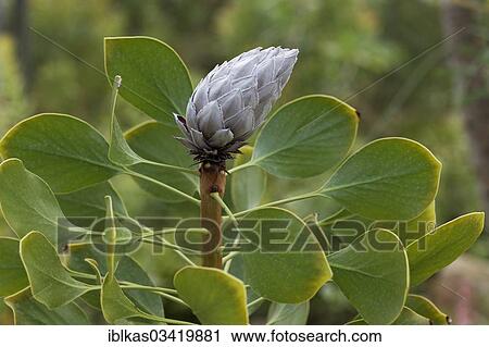 "Bud of a King Protea (Protea Cynaroides), native to South Africa" View Large Photo Image Stock Image - "Bud of a King Protea (Protea Cynaroides), native to South Africa". Fotosearch