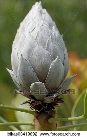 "Bud of a King Protea (Protea Cynaroides), native to South Africa" View Large Photo Image Stock Image - "Bud of a King Protea (Protea Cynaroides), native to South Africa". Fotosearch