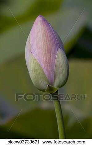 "Bud of an Indian Lotus or Sacred Lotus (Nelumbo nucifera), Schleswig-Holstein, Germany, Europe" View Large Photo Image Stock Image - "Bud of an Indian Lotus or Sacred Lotus (Nelumbo nucifera), Schleswig-Holstein, Germany, Europe". Fotosearch