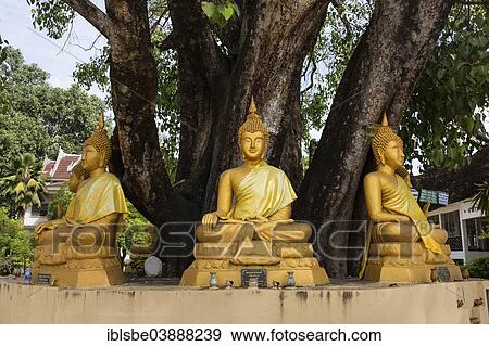 "Buddha statues under a tree at Wat Si Khun Muang Temple, Udon Thani, Isan, Thailand, Asia" View Large Photo Image Stock Photo - "Buddha statues under a tree at Wat Si Khun Muang Temple, Udon Thani, Isan, Thailand, Asia". Fotosearch