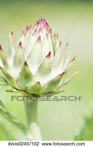 Budding Cardoon (Cynara cardunculus) View Large Photo Image Stock Image - Budding Cardoon (Cynara cardunculus). Fotosearch