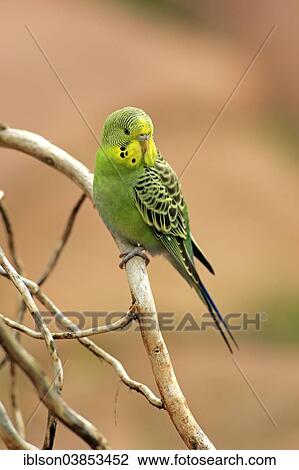 "Budgerigar or Budgie (Melopsittacus undulatus), adult, Germany, Europe" View Large Photo Image Stock Image - "Budgerigar or Budgie (Melopsittacus undulatus), adult, Germany, Europe". Fotosearch