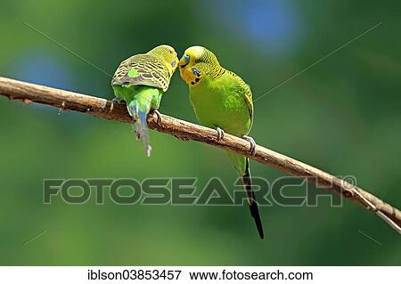 "Budgerigars or Budgies (Melopsittacus undulatus), adults, Germany, Europe" View Large Photo Image Stock Photo - "Budgerigars or Budgies (Melopsittacus undulatus), adults, Germany, Europe". Fotosearch