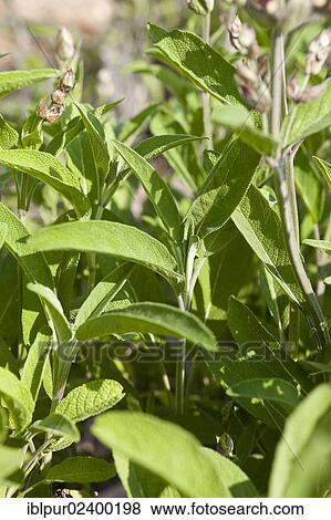 "Buds and leaves of Sage (Salvia officinalis), medicinal plant of the year 2003" View Large Photo Image Stock Photo - "Buds and leaves of Sage (Salvia officinalis), medicinal plant of the year 2003". Fotosearch