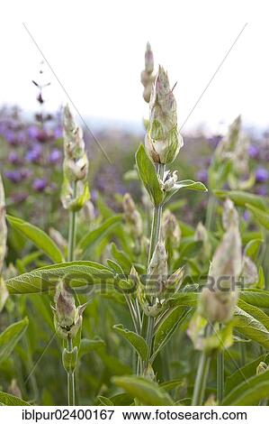 "Buds of Sage (Salvia officinalis), medicinal plant of the year 2003" View Large Photo Image Stock Photo - "Buds of Sage (Salvia officinalis), medicinal plant of the year 2003". Fotosearch