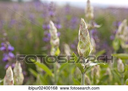 "Buds of Sage (Salvia officinalis), medicinal plant of the year 2003" View Large Photo Image Stock Photo - "Buds of Sage (Salvia officinalis), medicinal plant of the year 2003". Fotosearch