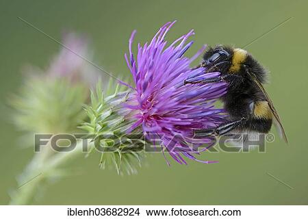 Picture - "Buff-tailed Bumblebee or Large Earth Bumblebee (Bombus terrestris), Emsland, Lower Saxony, Germany, Europe". Fotosearch