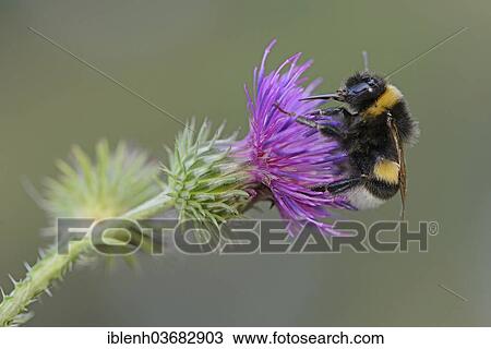 "Buff-tailed Bumblebee or Large Earth Bumblebee (Bombus terrestris), Emsland, Lower Saxony, Germany, Europe" View Large Photo Image Stock Image - "Buff-tailed Bumblebee or Large Earth Bumblebee (Bombus terrestris), Emsland, Lower Saxony, Germany, Europe". Fotosearch