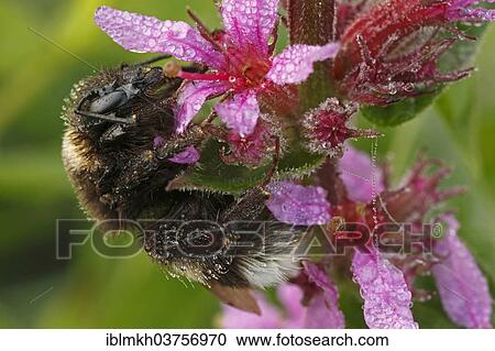 "Buff-tailed Bumblebee or Large Earth Bumblebee (Bombus terrestris), Hesse, Germany, Europe" View Large Photo Image Stock Image - "Buff-tailed Bumblebee or Large Earth Bumblebee (Bombus terrestris), Hesse, Germany, Europe". Fotosearch