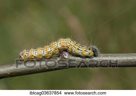 Picture - "Buff-tip (phalera bucephala), caterpillar, Hesse, Germany, Europe". Fotosearch