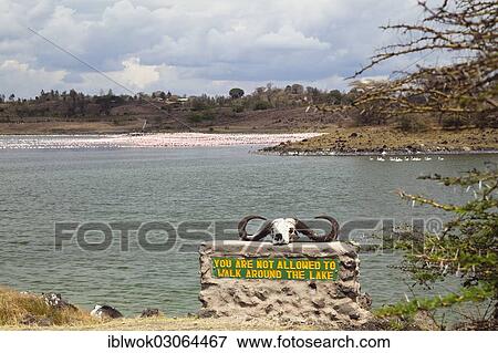 Stock Photo - "Buffalo skull lying on a rock with the sign """"You are not allowed to walk around the lake"""", a flock of Lesser Flamingos (Phoeniconaias minor) at back, Momella Lakes, Arusha-Nationalpark, Tansania, Tanzania, Africa". Fotosearch