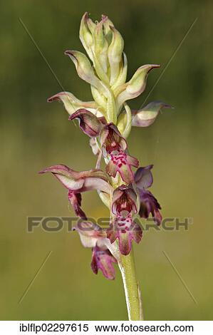 "Bug Orchid (Anacamptis coriophora), close-up of flower spike, Italy, Europe" View Large Photo Image Stock Photography - "Bug Orchid (Anacamptis coriophora), close-up of flower spike, Italy, Europe". Fotosearch