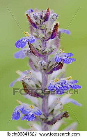 "Bugleherb or Carpet Bungleweed (Ajuga reptans), North Rhine-Westphalia, Germany, Europe" View Large Photo Image Stock Photo - "Bugleherb or Carpet Bungleweed (Ajuga reptans), North Rhine-Westphalia, Germany, Europe". Fotosearch